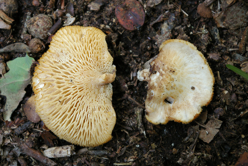 Polyporus alveolaris